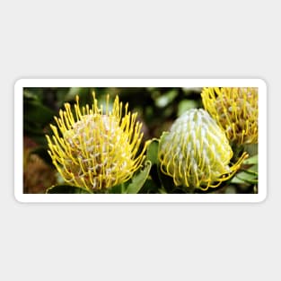 Proteas, Kirstenbosch Gardens, South Africa Sticker